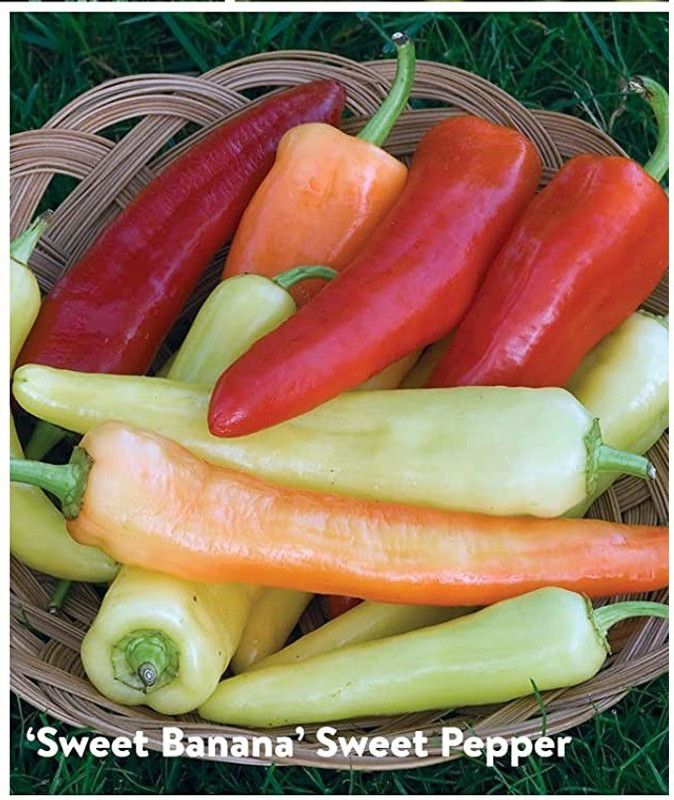 VibeX GBPUT-61 - Hybrid Chilli sweet cayenne peppers - (150 Seeds) Seed  (150 per packet)