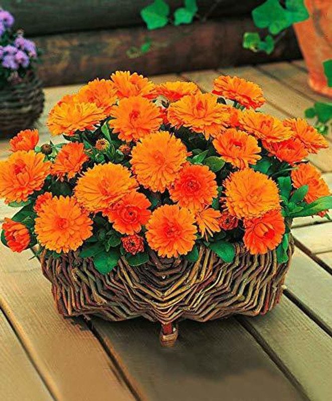 KANAYA Calendula Flower Seed  (10 per packet)