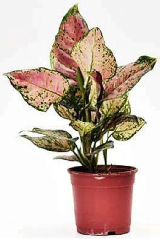 KRITIKA AGLONIMA PLANT Aglaonema Plant  (Hybrid, Pack of 1)