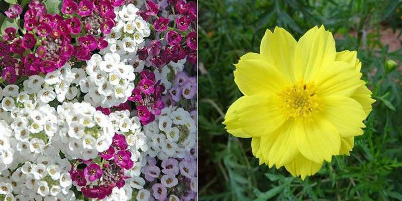 dreamseawaves Alyssum&Cosmos Seed  (20 per packet)