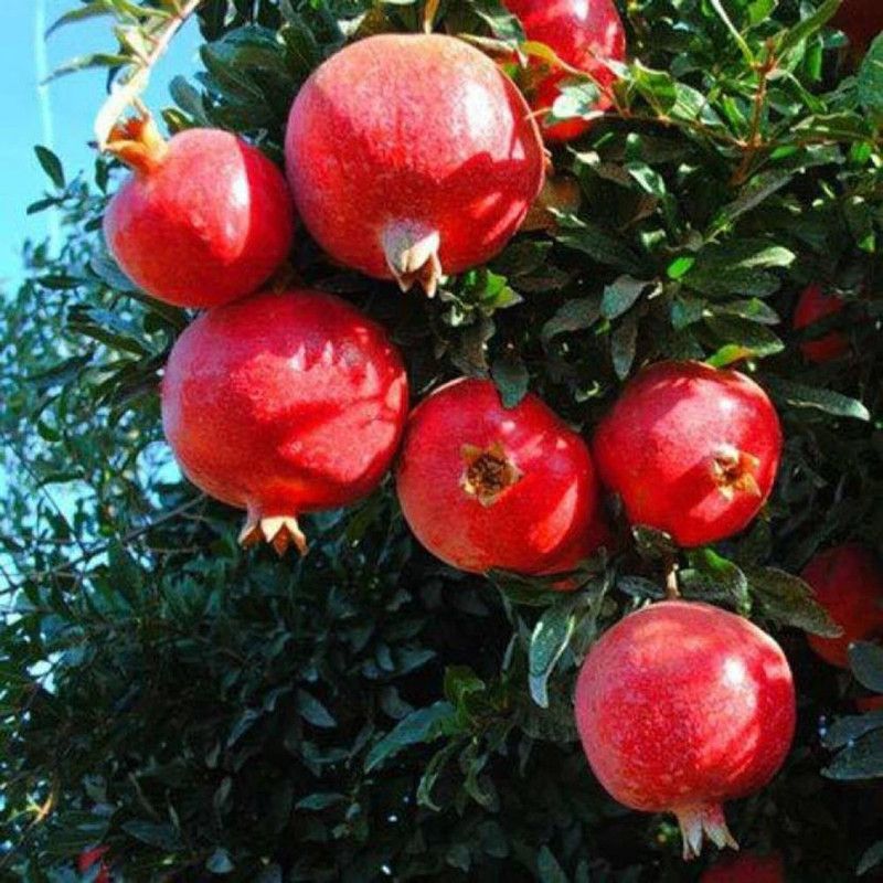 ARLO Pomegranate Plant  (Pack of 1)