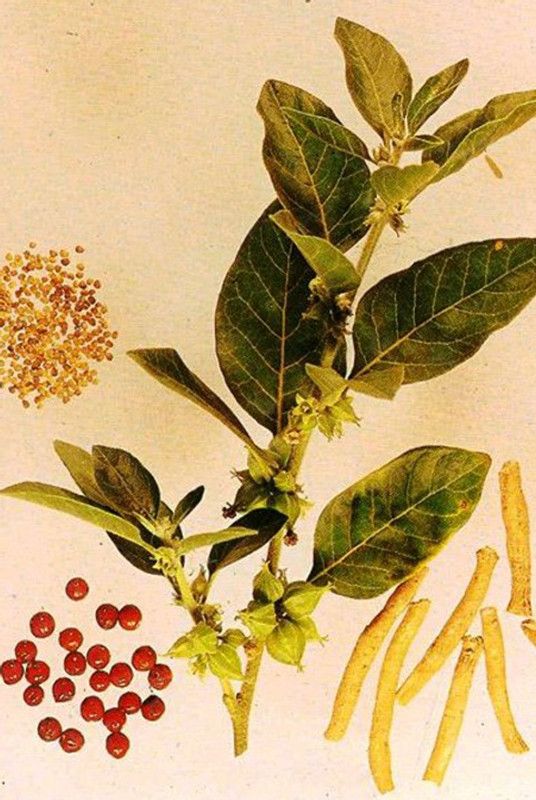 XOLDA Hybrid Ashwagandha Seed  (53 per packet)