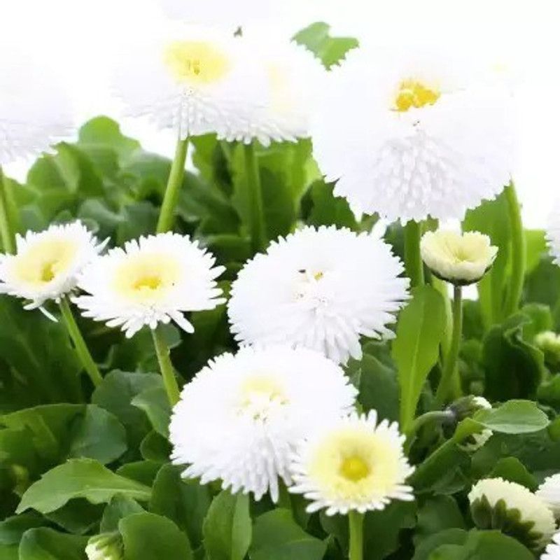 Aro Daisy Seed  (50 per packet)