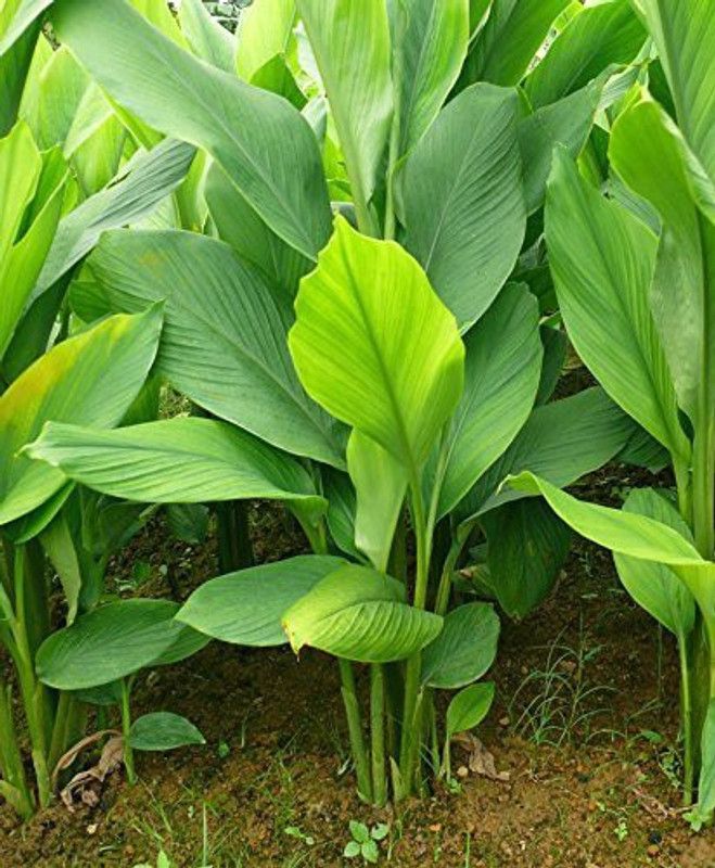 InGreen Turmeric Plant  (Hybrid, Pack of 1)