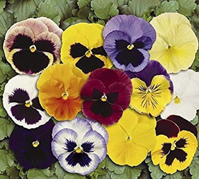 Nodoc Pancy Mix Seed  (40 per packet)