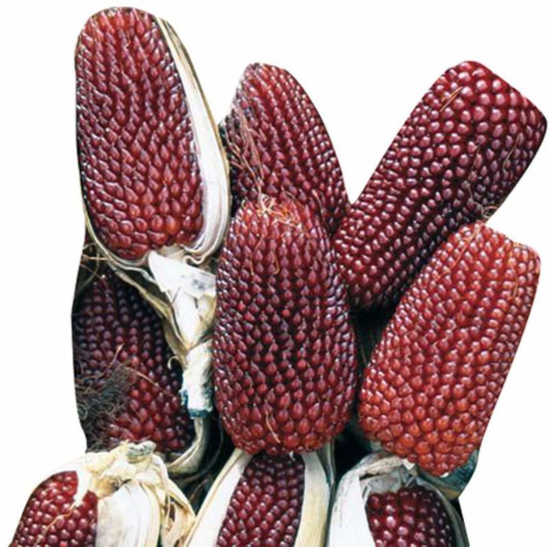 DROXTY ™ VXL-827 Strawberry Corn Seeds Seed  (30 per packet)