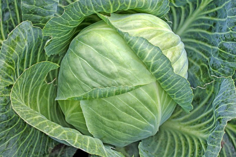 Mozette Cabbage Hybrid Seed  (51 per packet)