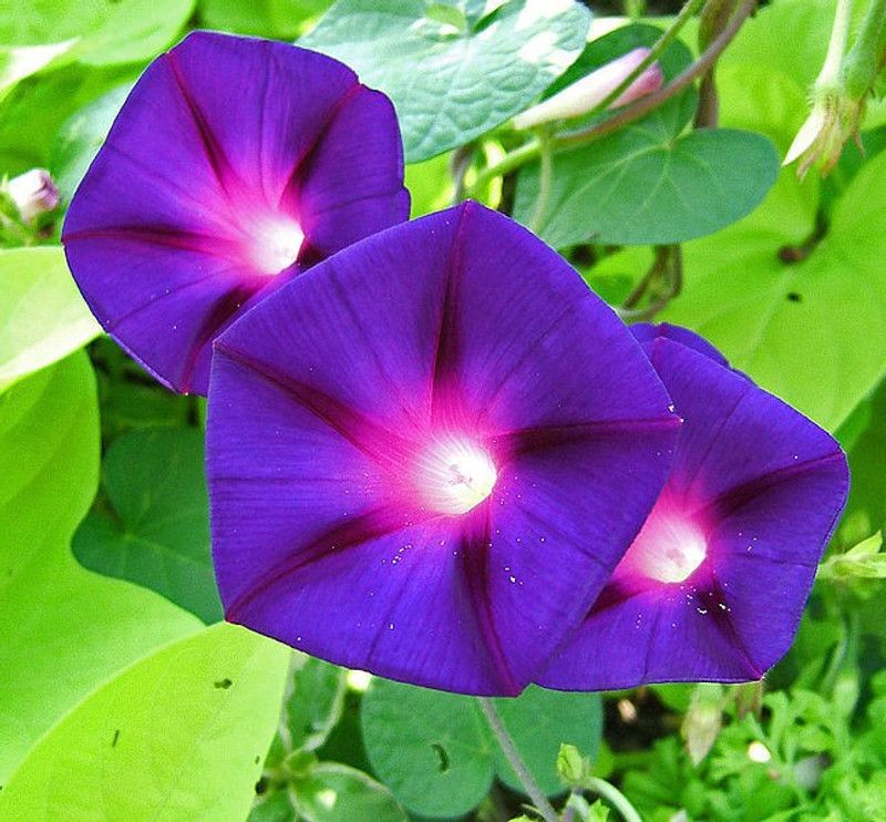 ZIXA IPOMEA FLOWER Seed  (10 per packet)