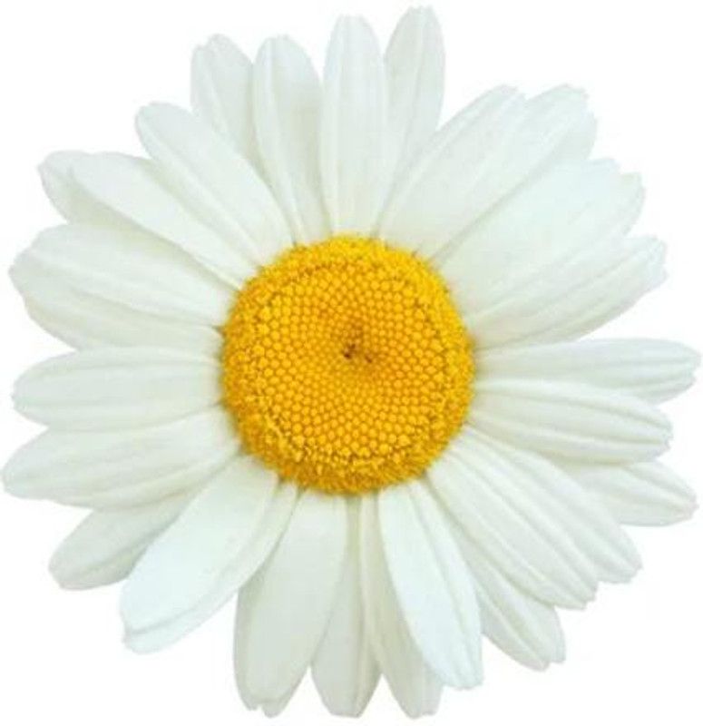 Nodoc Daisy white flower Seed  (20 per packet)