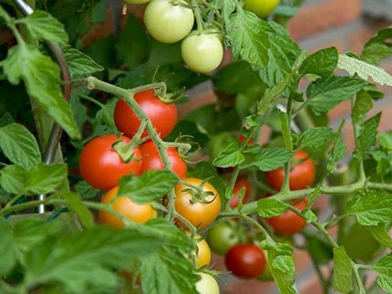 KANAYA Tomato Seed  (950 per packet)