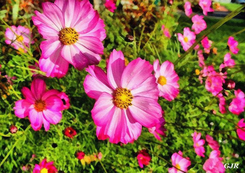 XOLDA Cosmos Mix Flower Seed  (46 per packet)