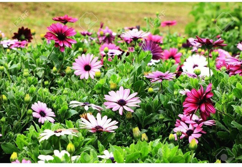 Mozette Exotic cineraria Seed  (31 per packet)