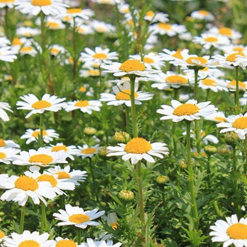 CYBEXIS Gardening ornamental white crystal chrysanthemum seeds Seed  (25 per packet)
