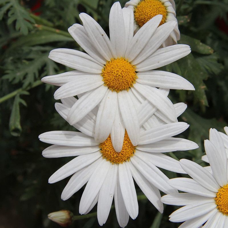 CYBEXIS White Chrysanthemum paludosum Seeds Seed  (25 per packet)