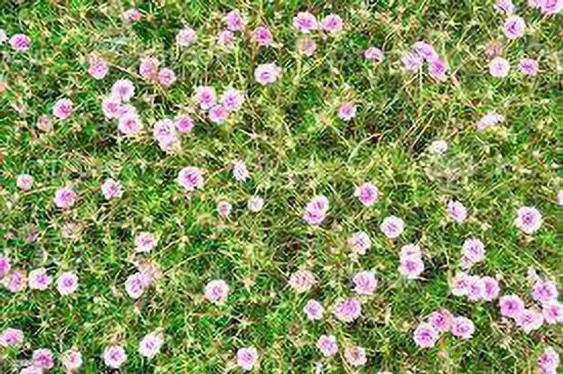 MARINE TREE Portulaca Plant  (Hybrid, Pack of 1)