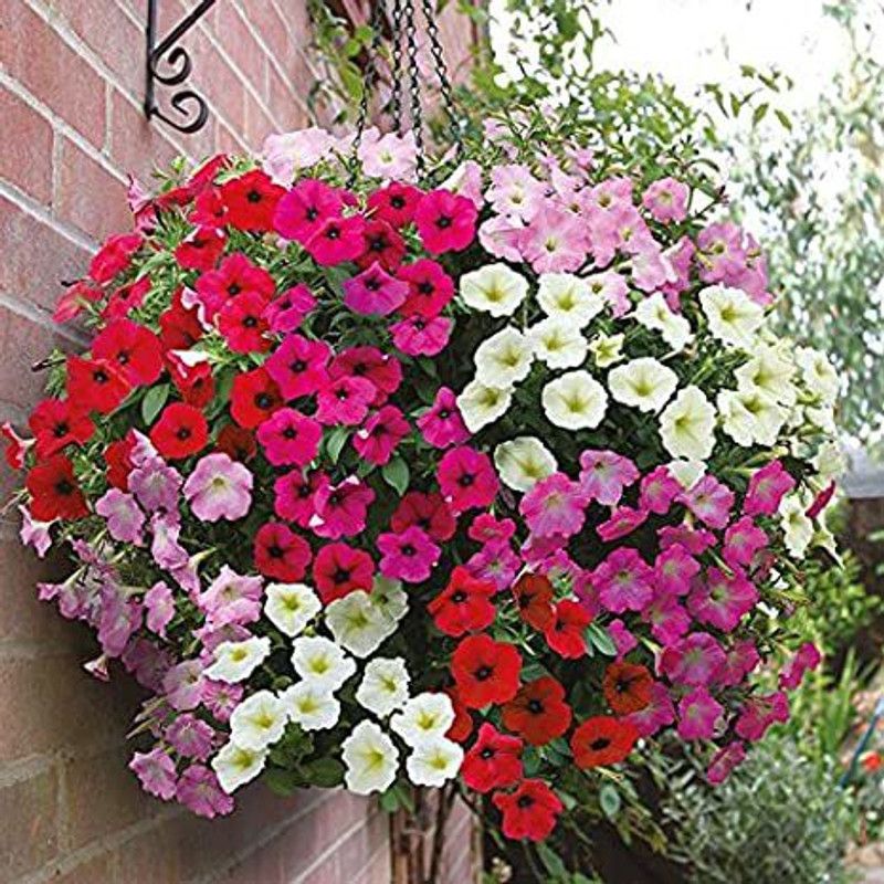 24x7 store Petunia Mixed Seeds Seed  (50 per packet)