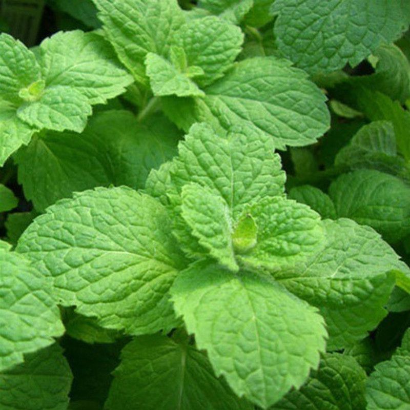 XOLDA Organic Pudina mint Seed  (73 per packet)