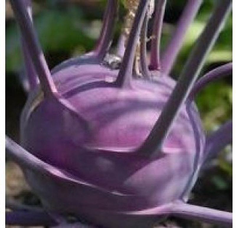 Mozette Knol-knol purple Seed  (75 per packet)