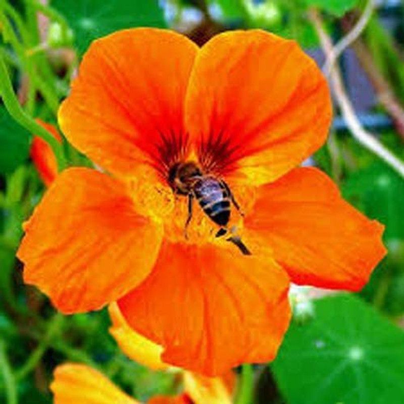 CYBEXIS Nasturtium Orange Glow Flower Seeds Seed  (50 per packet)