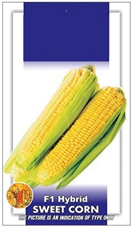 WILLVINE HUA-856 F1 Sweet Corn Hybrid Seed  (500 per packet)