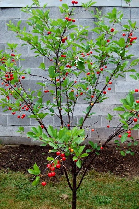 minatigreenhouse Cherry Fruit Plant  (Hybrid, Pack of 1)