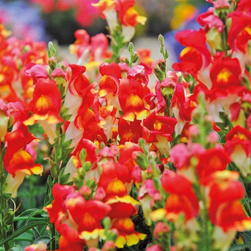 CYBEXIS Antirrhinum Majus Nanum Rembrandt Snapdragon Orange Gold and Yellow Flowers Seed  (50 per packet)