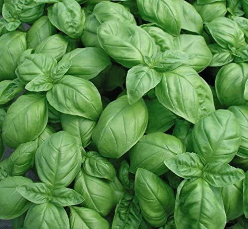 WILLVINE XLR-2 Genovese Basil Seeds Seed  (2000 per packet)