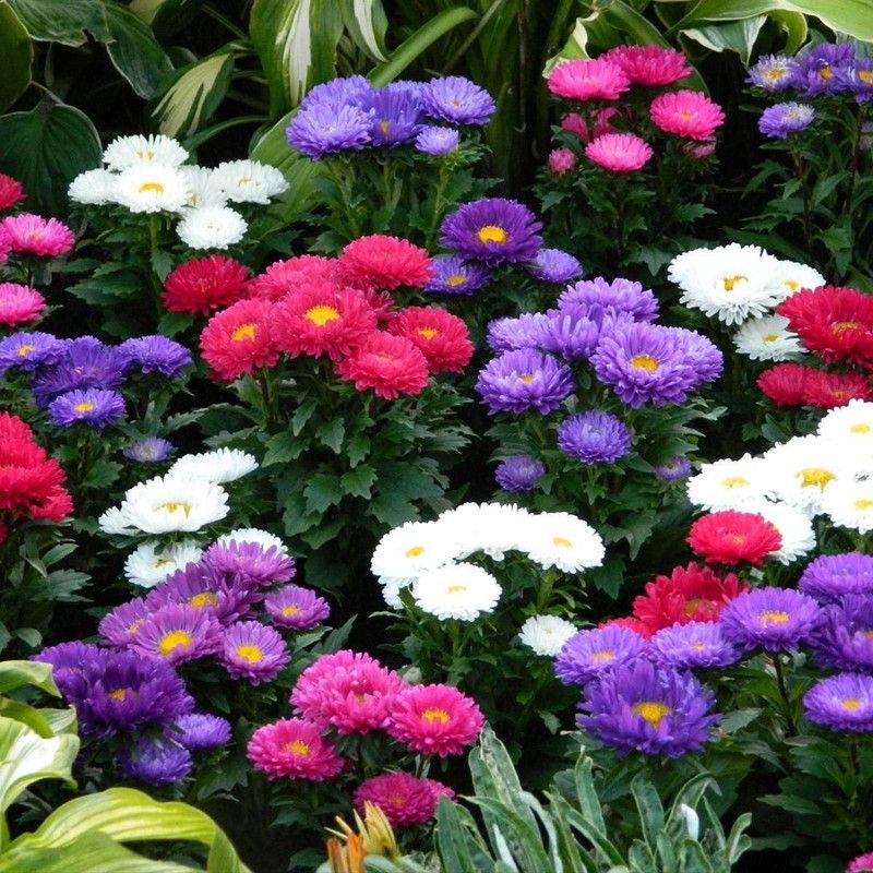 KANAYA Aster Mix Flower Seeds Seed  (90 per packet)