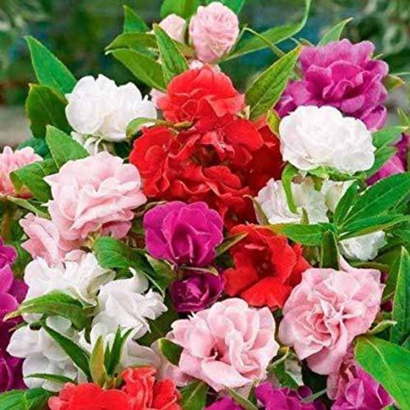MondalNursery Impatiens balsamina Seed  (150 per packet)