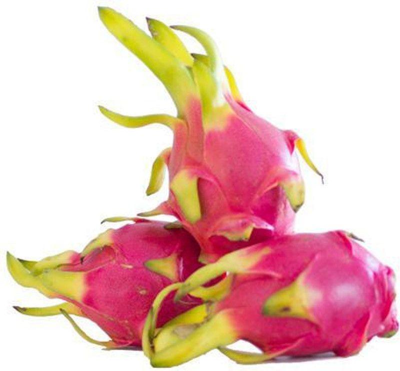 Paudha Dragon Fruit Seed  (41 per packet)