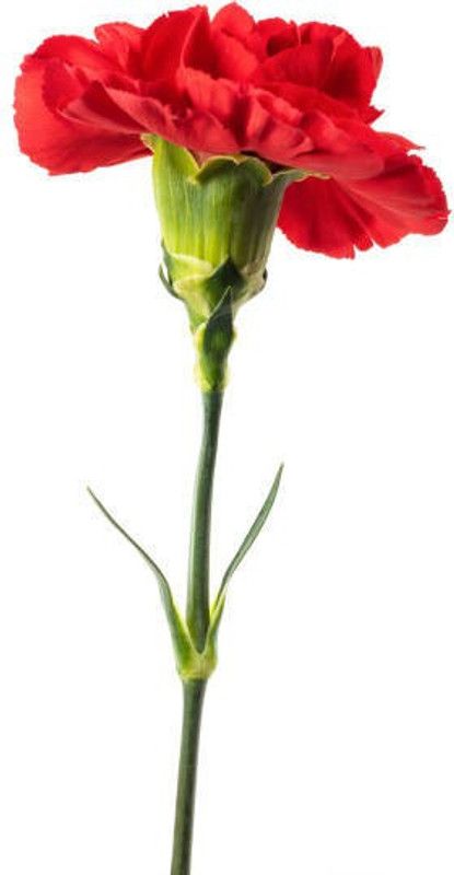 ZOTIKOS Carnation Seed  (35 per packet)