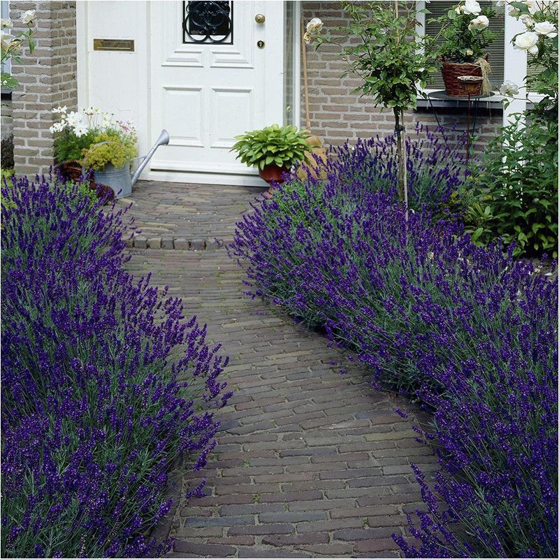 VibeX ® LXI-43 Blue Hidcote Lavender Seeds Seed  (500 per packet)