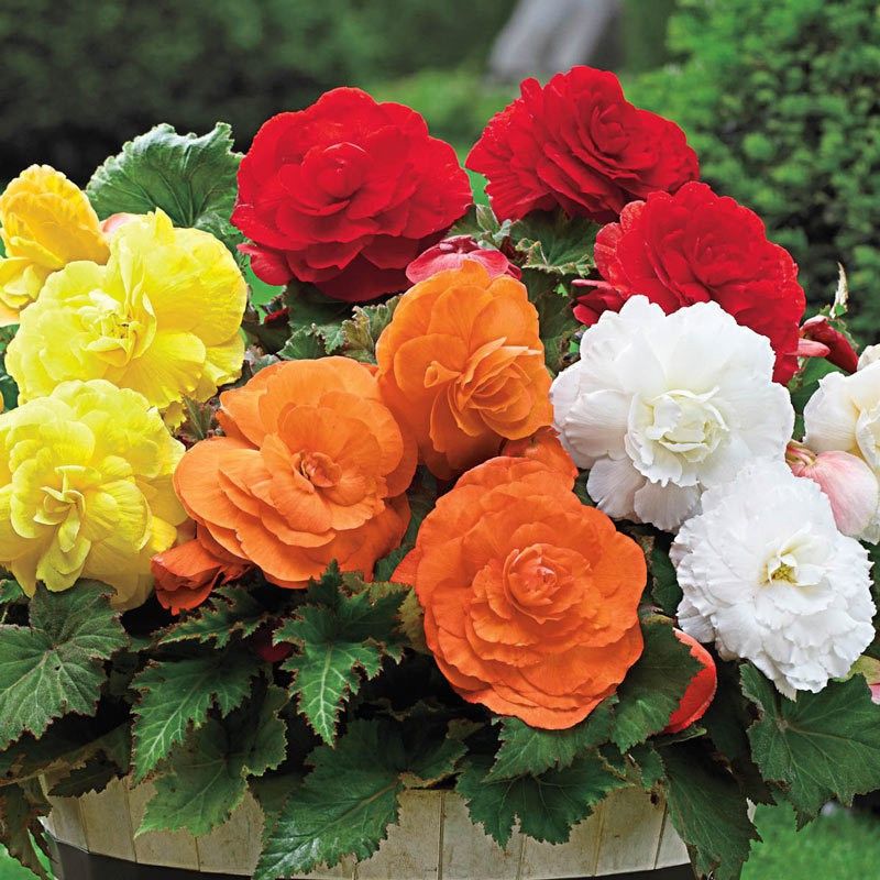 XOLDA Exotic Begonia Mix Seed  (93 per packet)
