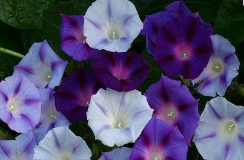 Mozette Exotic morning glory Seed  (40 per packet)