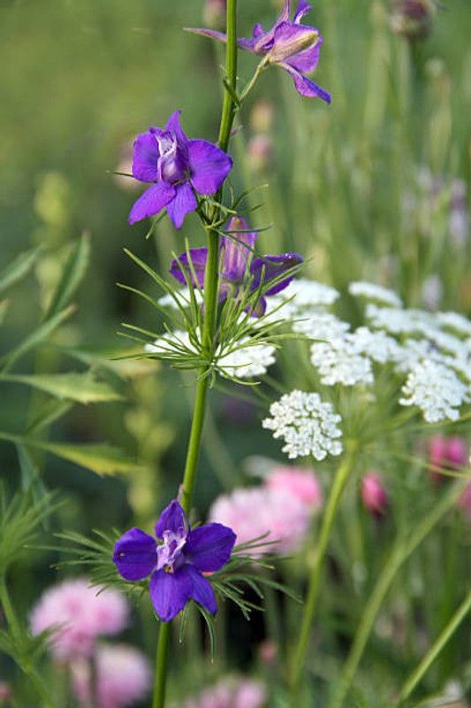 Splorias Larkspur Flower Seed  (10 per packet)