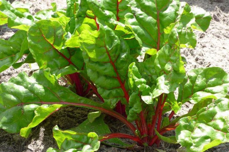 XOLDA Swiss Chard Red Seed  (27 per packet)