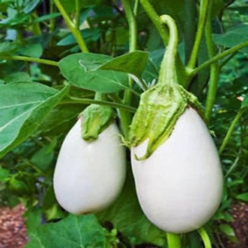 MKR Enterprises White Brinjal Seed  (550 per packet)