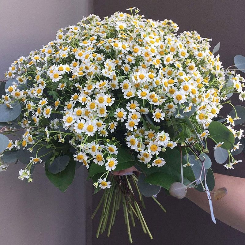 VibeX ® XXL-192 Chamomile German Matricaria chamomilla Seed  (250 per packet)