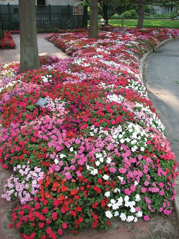 XOLDA Impatients Flower Seed  (10 per packet)