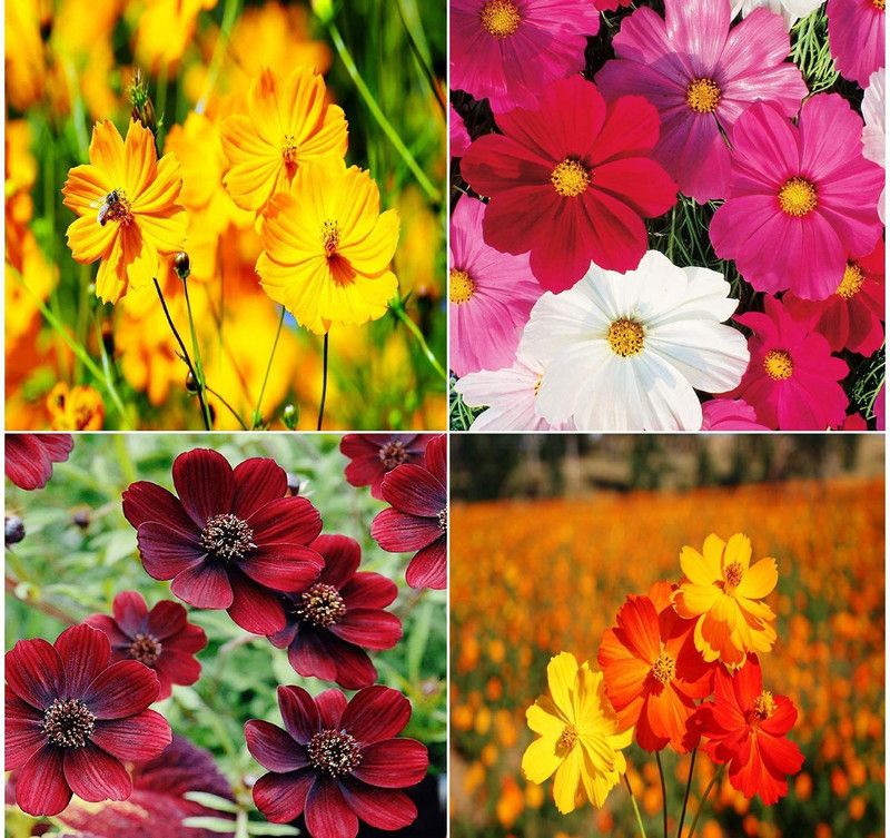 KANAYA Purple Cosmos Flower Seed  (70 per packet)