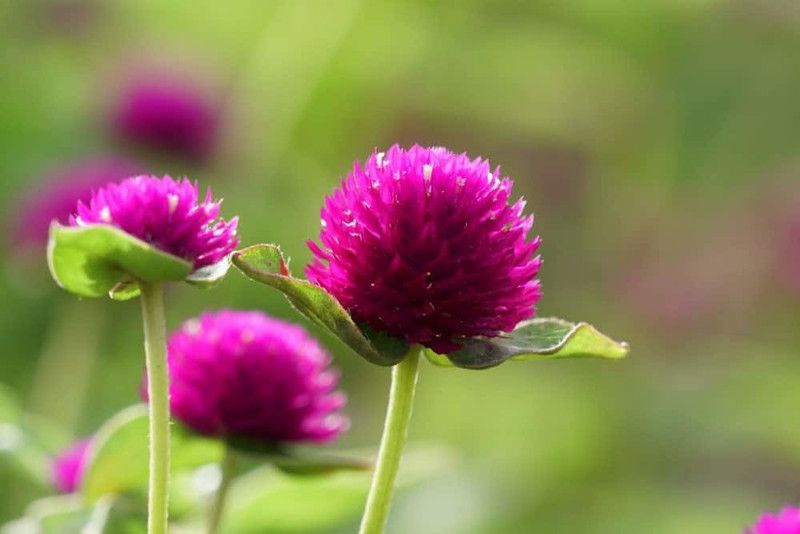 Paudha Gomphrena Flower Seed  (16 per packet)