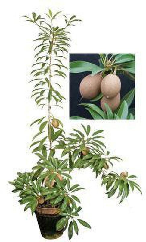 greenhousestore Chiku Plant  (Hybrid, Pack of 1)