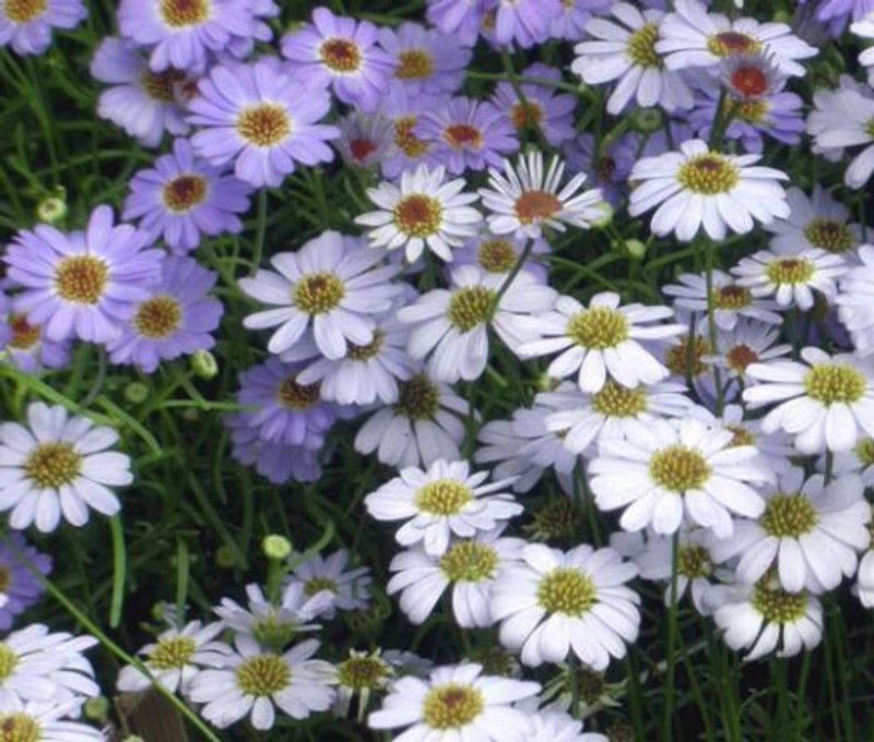 Mozette Brachycome mix Seed  (42 per packet)