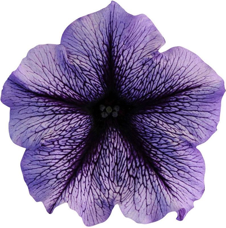 Redoak Petunia Kabloom Calibrachoa Seeds - Tinted Purple - 20 Pcs Seed  (20 per packet)