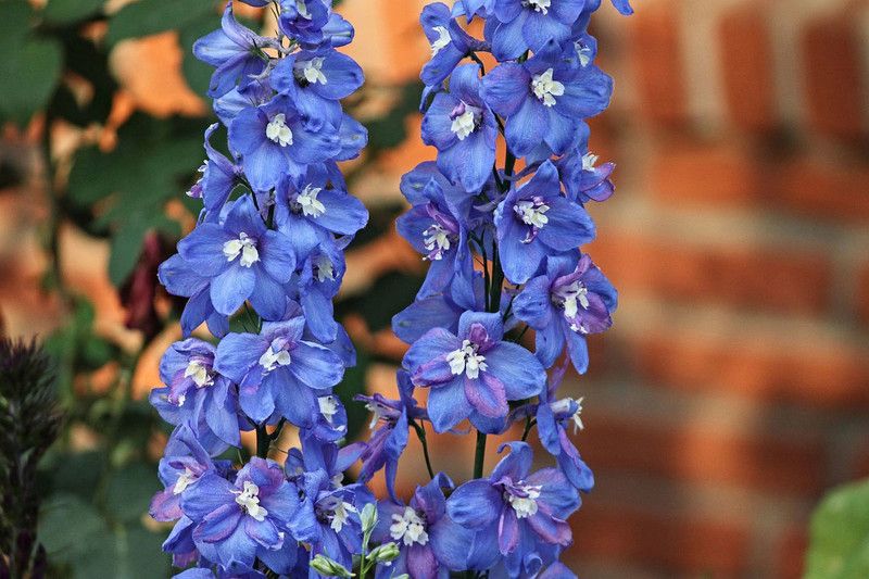 Mozette Larkspur mix Seed  (20 per packet)