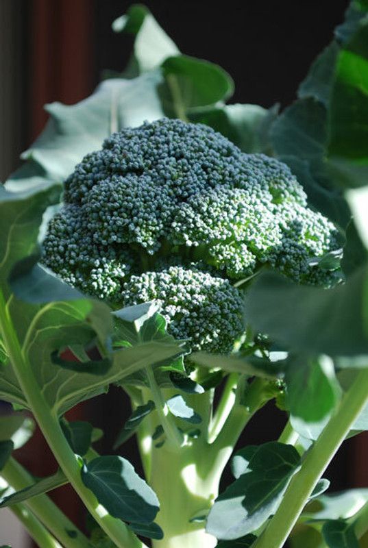 CYBEXIS Marathon' Broccoli2000 Seeds Seed  (2000 per packet)