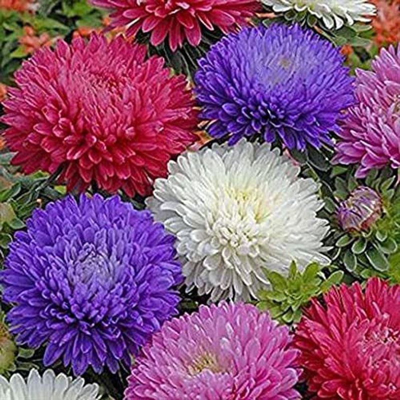 KANAYA Aster Princess Mixed Flower Seed  (30 per packet)