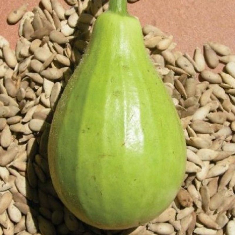 UGRA Bottle Gourd F1 Hybrid Lattu Seeds Seed  (120 per packet)