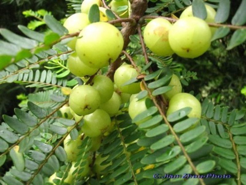 MARINE TREE Amla Plant  (Hybrid, Pack of 1)
