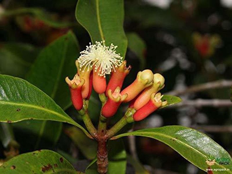 EVY Clove Plant  (Hybrid, Pack of 1)